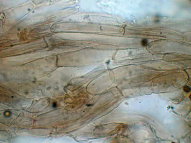 Psathyrella hirtosquamulosa   (Peck)   A. H. Smith